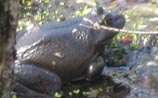 Bullfrog