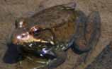 Green Frog
