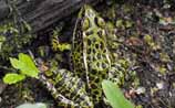 Northern Leopard Frog