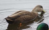 American Black Duck