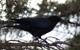 American Crow