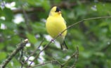 American Goldfinch