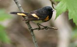 American Redstart