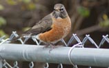 American Robin