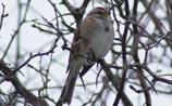 American Tree Sparrow