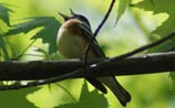 Bay-breasted Warbler