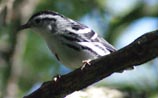 Black-and-white Warbler