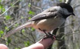 Black-capped Chickadee