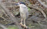 Black-crowned Night-heron