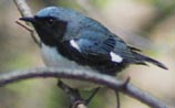 Black-throated Blue Warbler