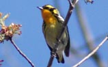 Blackburnian Warbler