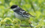 Blackpoll Warbler
