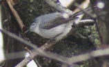 Blue-grey Gnatcatcher