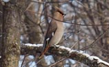 Bohemian Waxwing