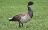 Brant