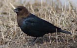 Brown-headed Cowbird