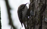 Brown Creeper