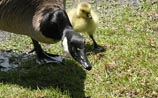 Canada Goose