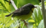 Canada Warbler