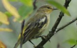Cape May Warbler