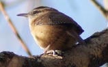Carolina Wren