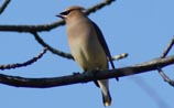 Cedar Waxwing