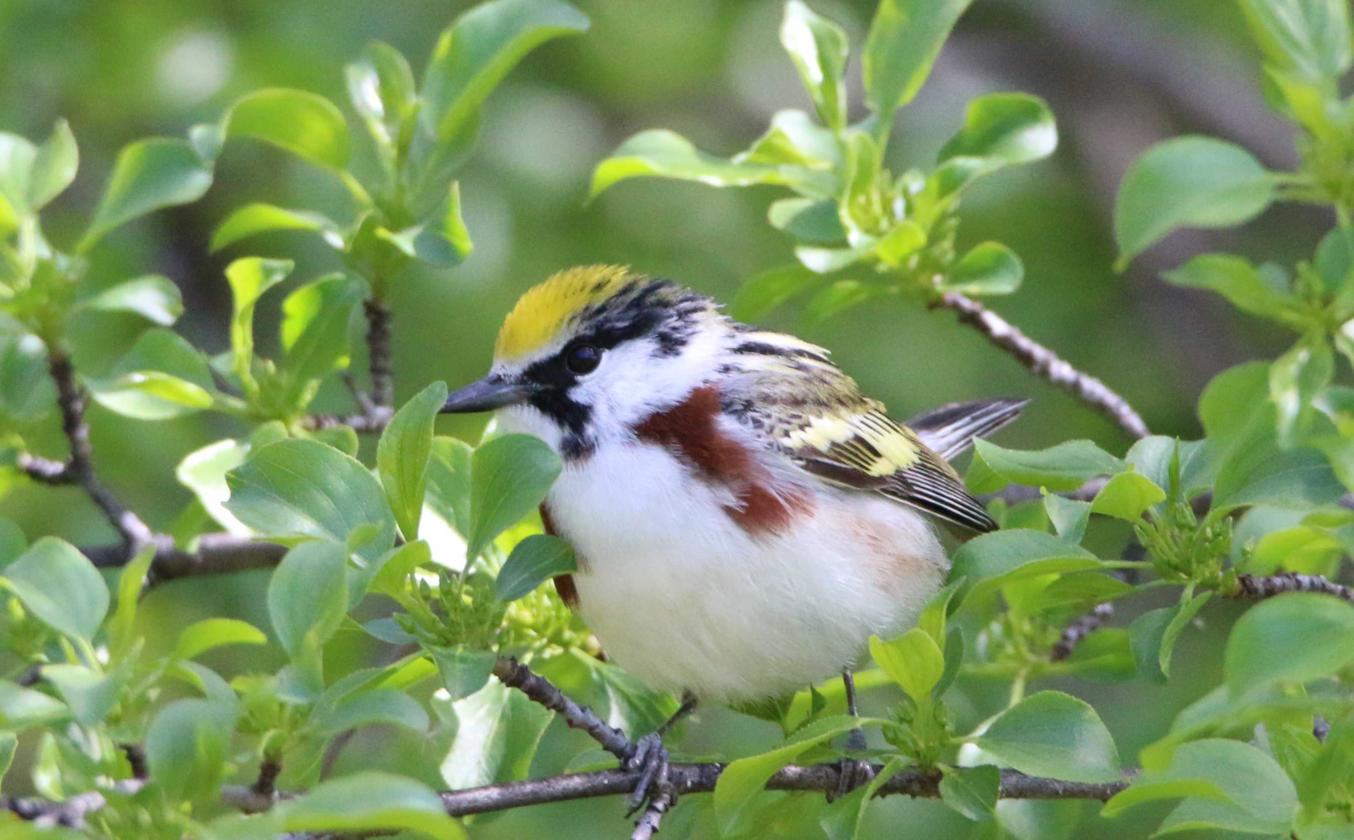Chestnut-sided Warbler