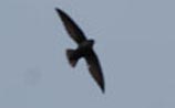 Chimney Swift