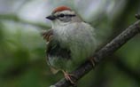 Chipping Sparrow