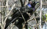 Common Grackle