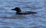 Common Loon