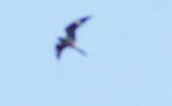 Common Nighthawk