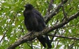 Common Raven