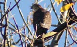 Cooper's Hawk
