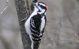 Downy Woodpecker