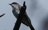 Eastern Kingbird