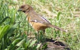 Eastern Towhee