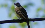 Eastern Wood-Pewee