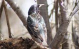 European Starling