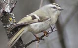 Golden-crowned Kinglet