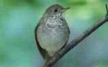 Gray-cheeked Thrush
