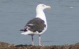 Great Black-backed Gull