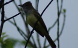 Great Crested Flycatcher