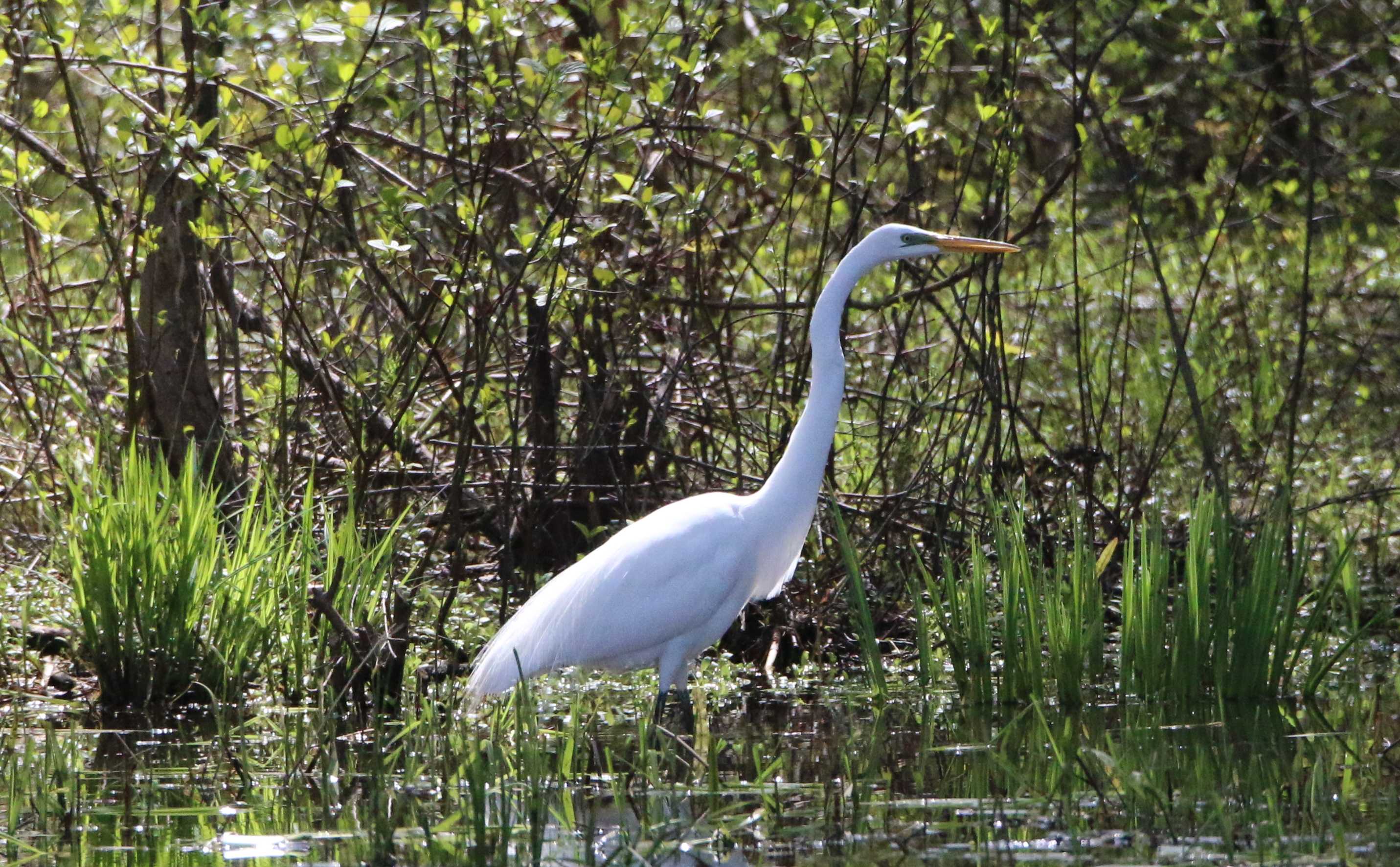 Great Egret