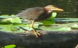 Green Heron