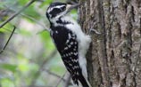 Hairy Woodpecker