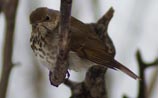 Hermit Thrush