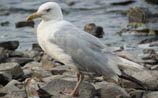 Herring Gull
