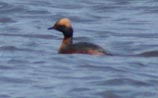 Horned Grebe