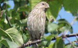 House Finch